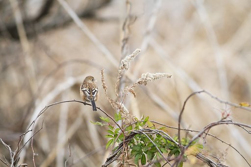 ベニマシコ♀