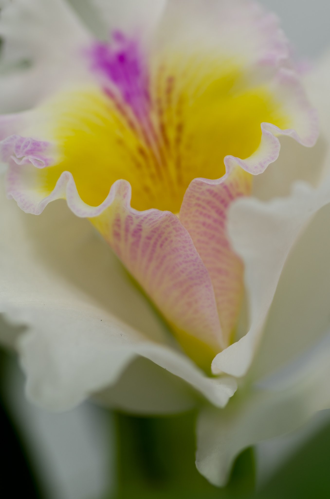 PENTAX-D FA MACRO 100mm F2.8