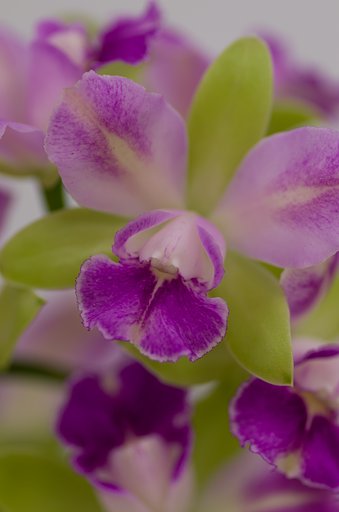 PENTAX-D FA MACRO 100mm F2.8