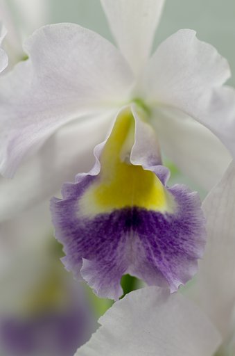 PENTAX-D FA MACRO 100mm F2.8