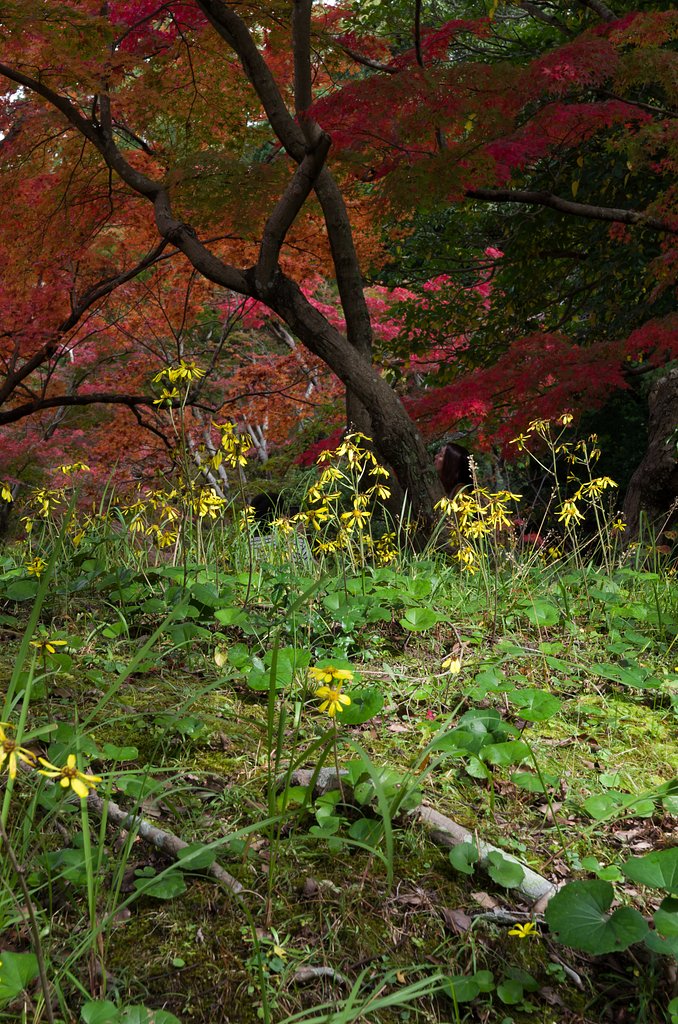 紅葉狩り