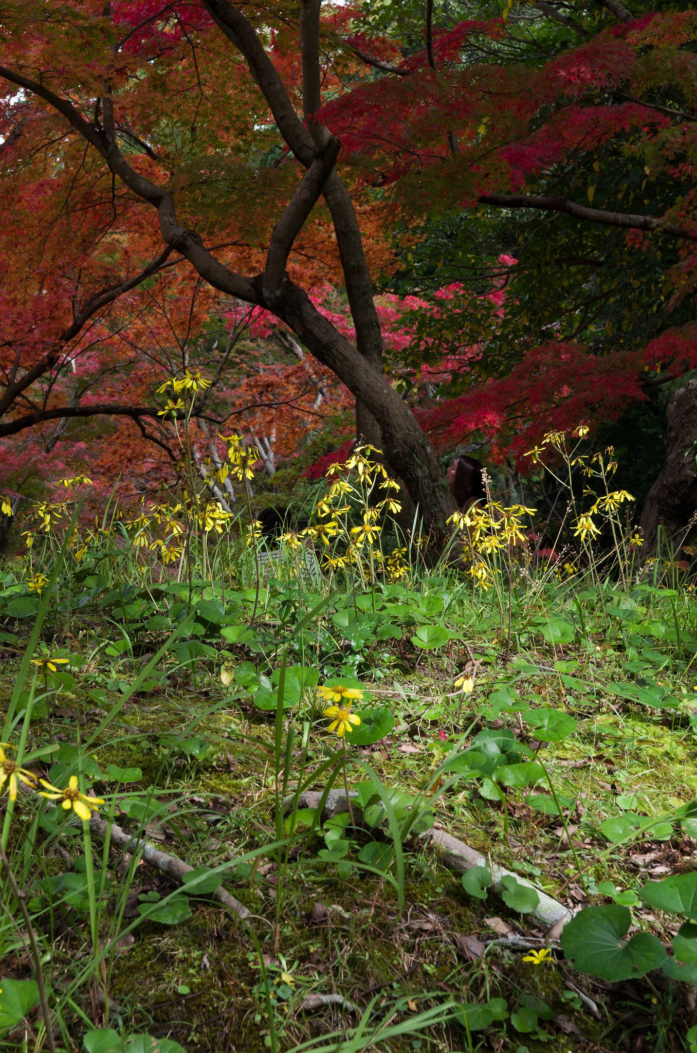 紅葉狩り