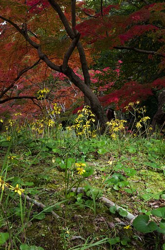 紅葉狩り