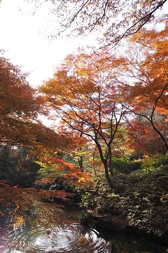 晩秋の六義園