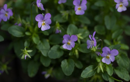 PENTAX-D FA MACRO 100mm F2.8