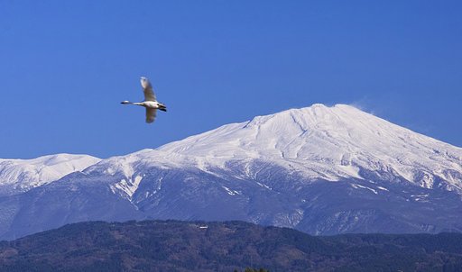 白鳥と鳥海