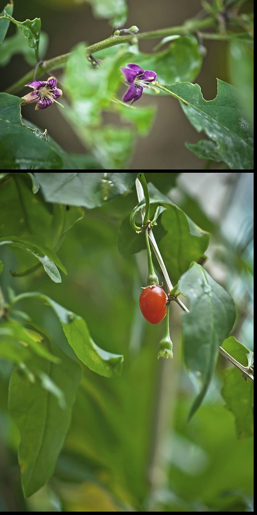 クコの花と実