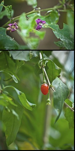 クコの花と実
