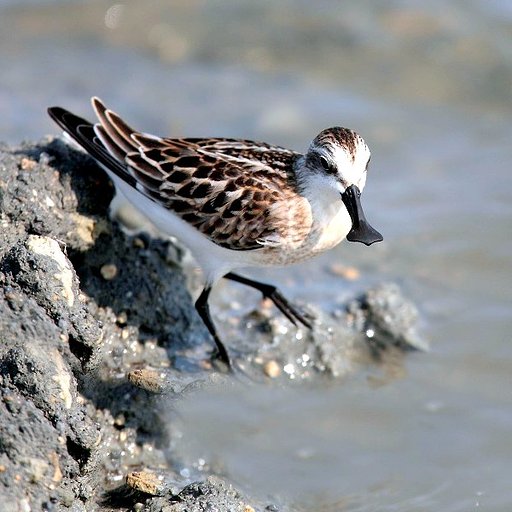 【形】珍しい嘴の鳥ヘラシギ