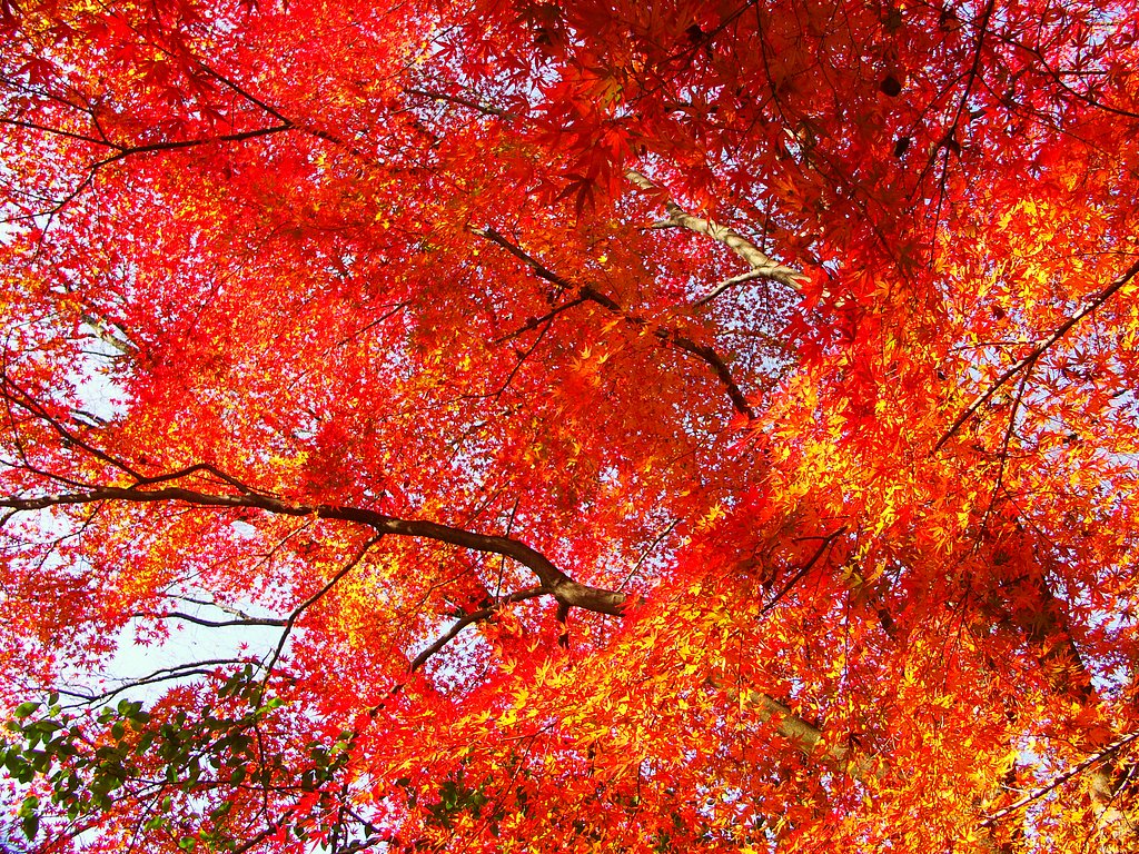 真っ赤な紅葉