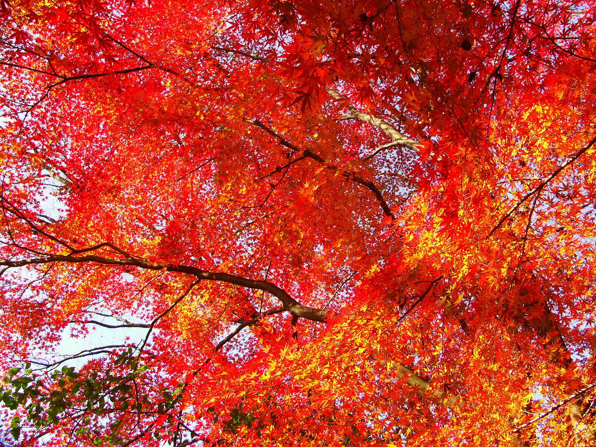 真っ赤な紅葉