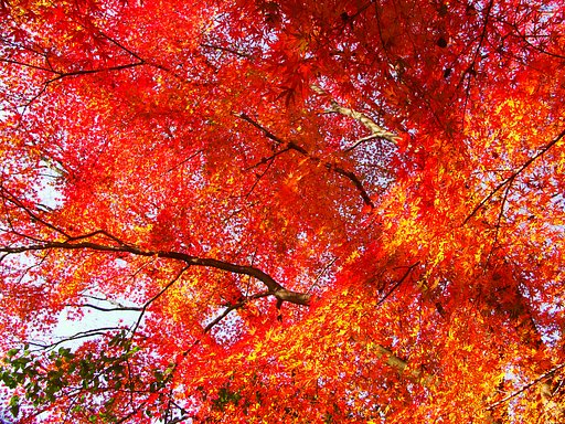 真っ赤な紅葉