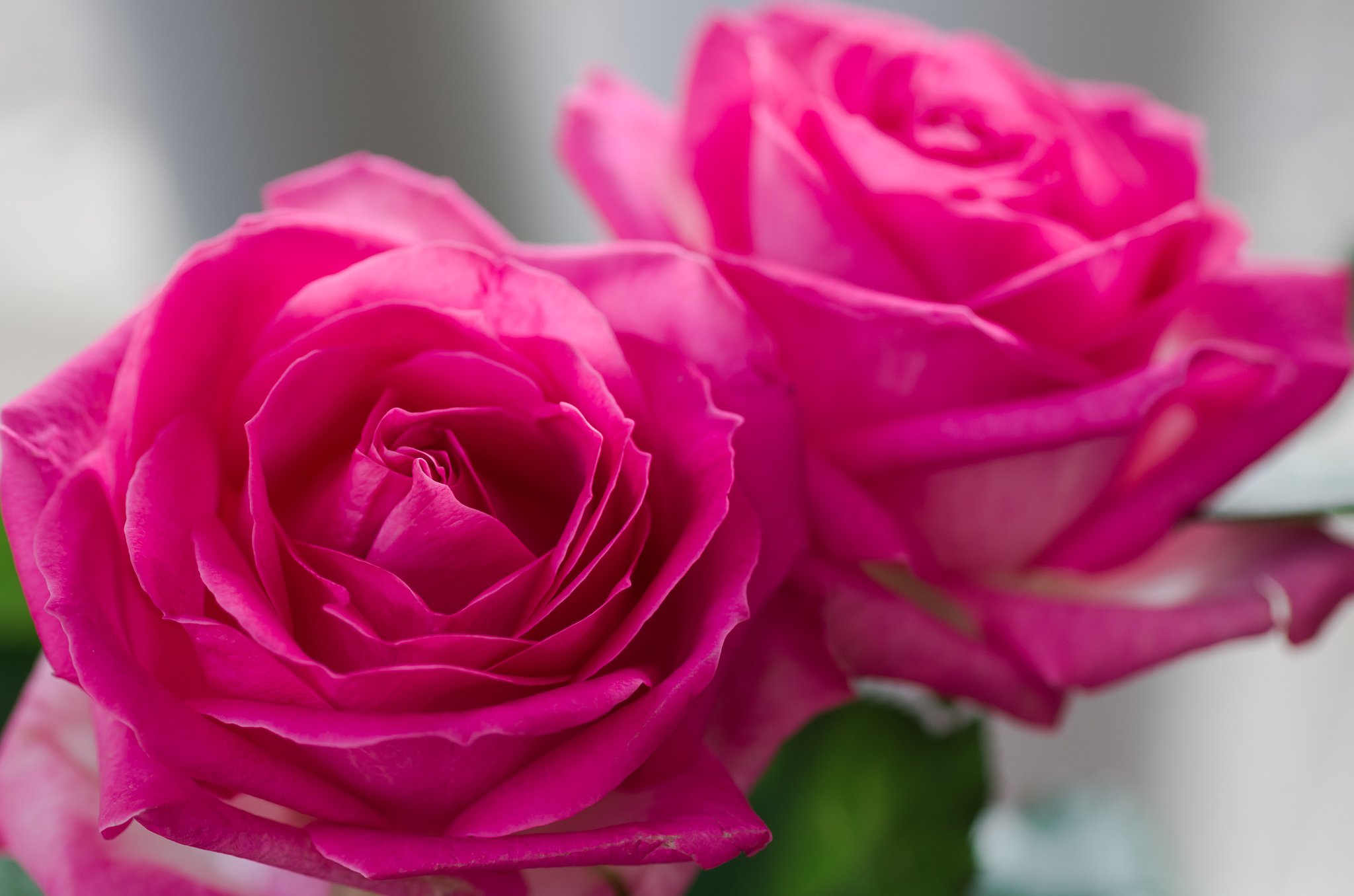 SIGMA MACRO 70mm F2.8