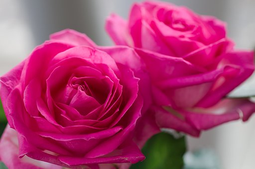 SIGMA MACRO 70mm F2.8
