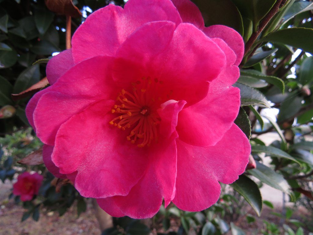 山茶花
