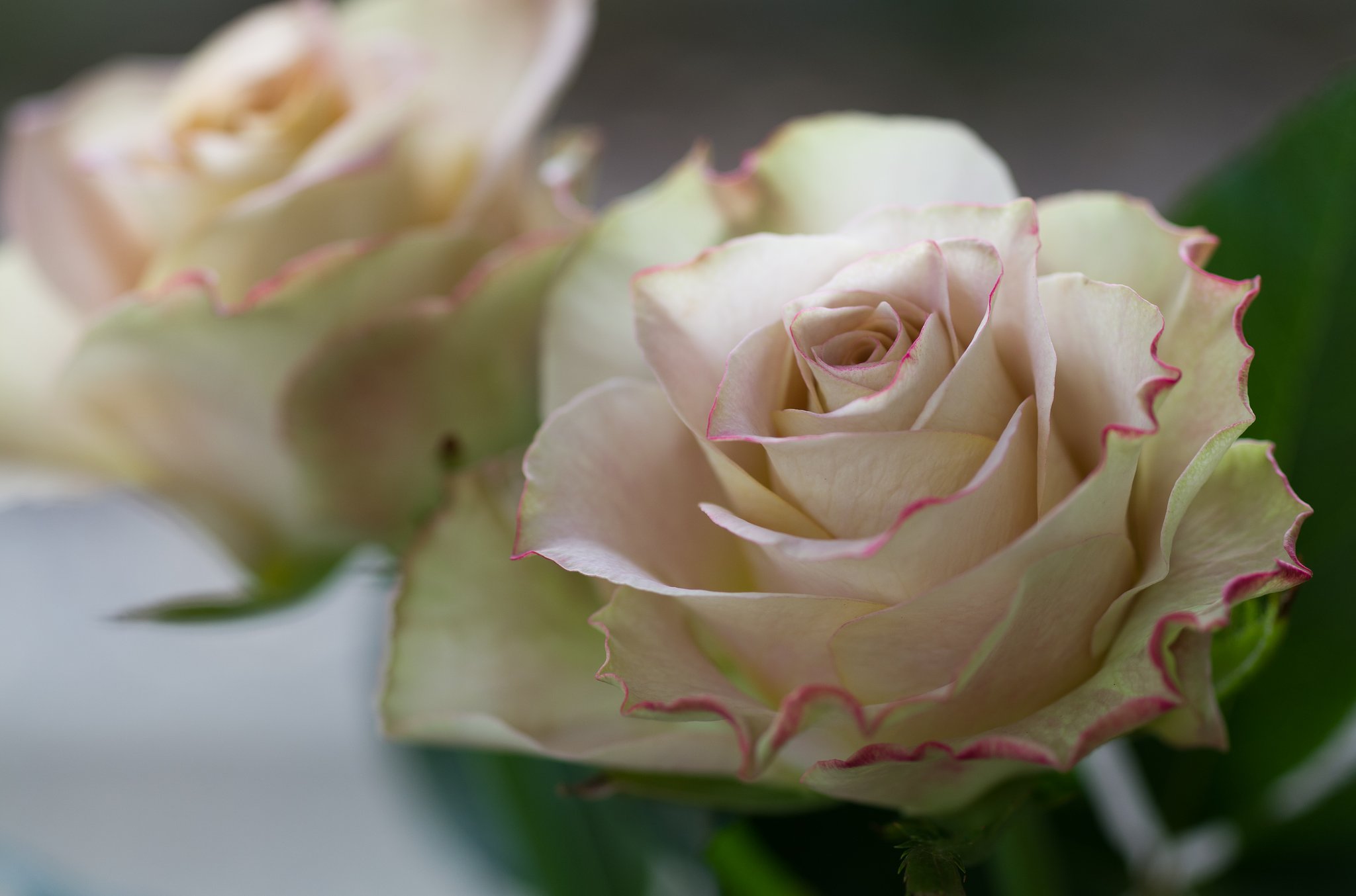 SIGMA MACRO 70mm F2.8