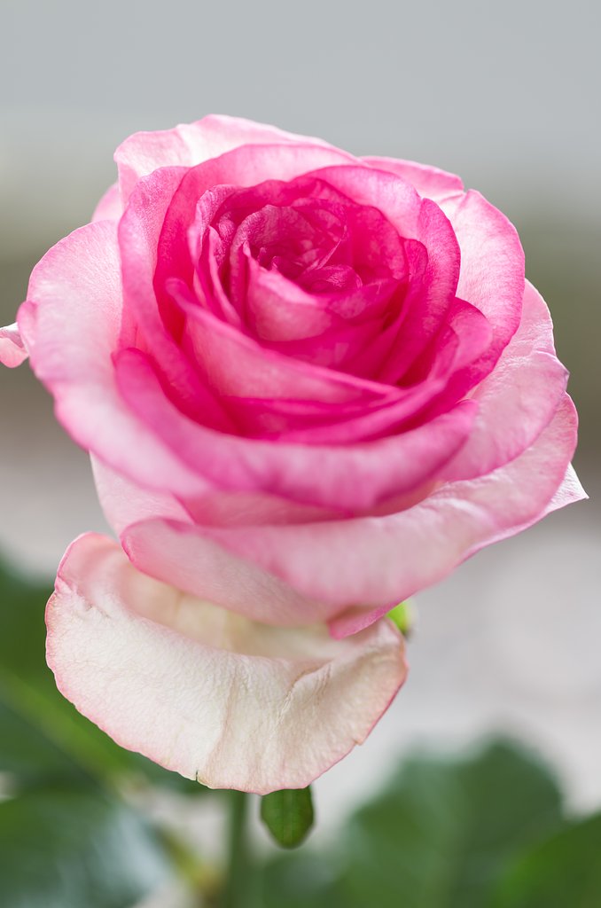 SIGMA MACRO 70mm F2.8