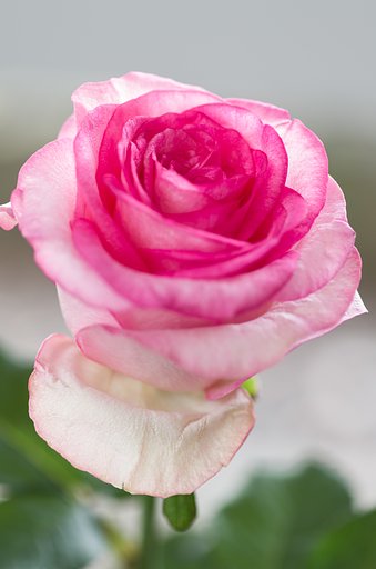 SIGMA MACRO 70mm F2.8