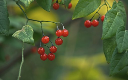草陰の秋の実