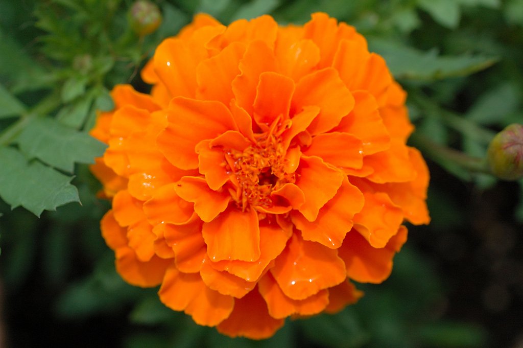 懲りずに白糸の滝（駐車場の花壇）