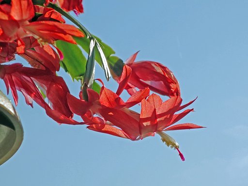 青空に赤い花