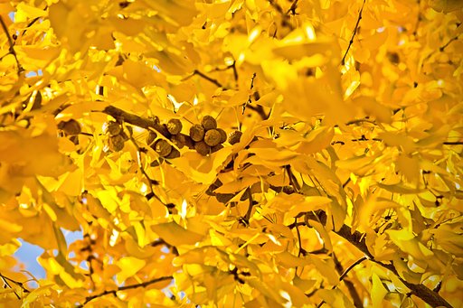 イチョウの実、ギンナン