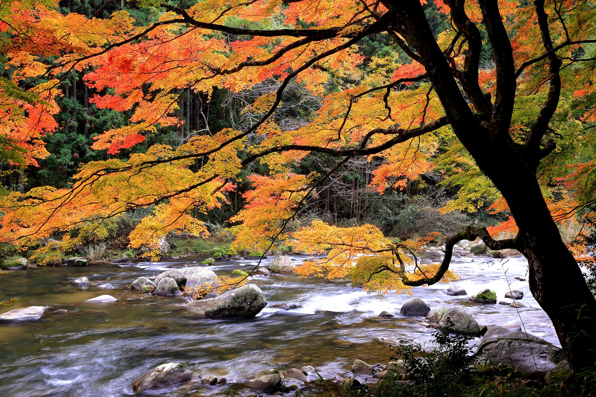 今日は紅葉撮り