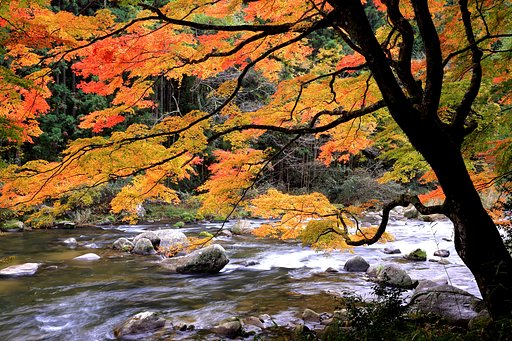 今日は紅葉撮り