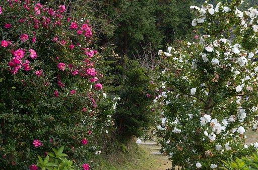 山茶花