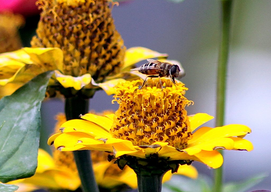 てんこ盛りの様な花に虻が・・