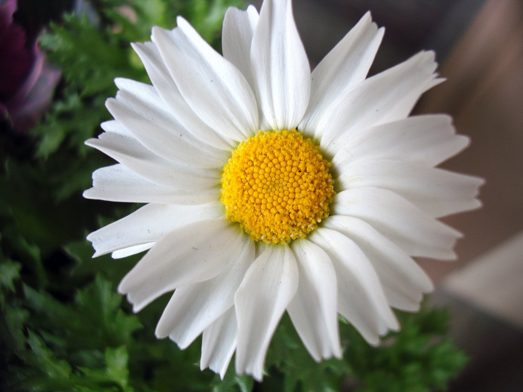 白い菊