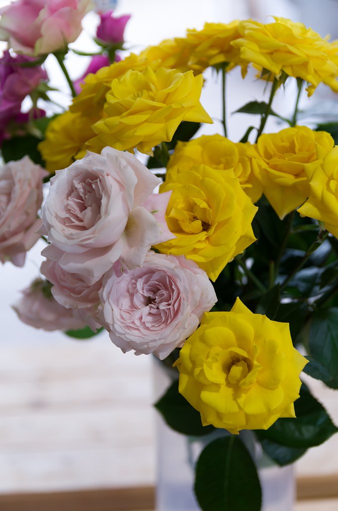 薔薇