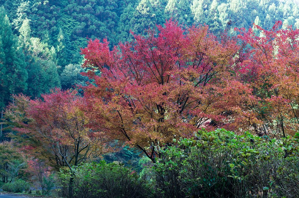 SIGMA 17-50mm F2.8 EX DC HSM 
