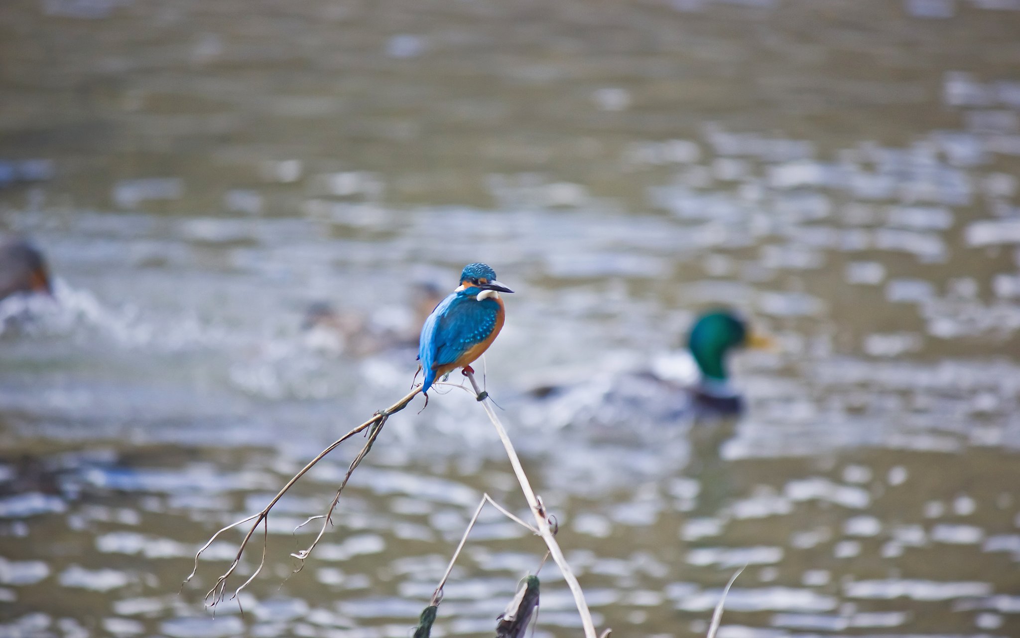 Xmas photo「冬の水鳥たち」 