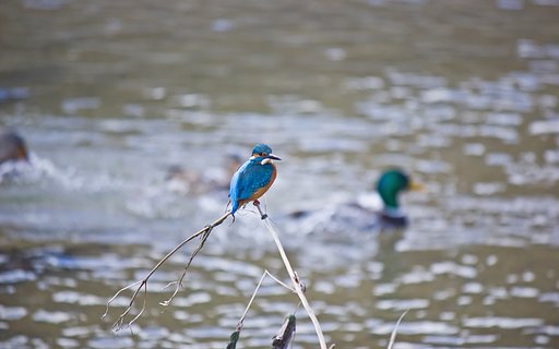 Xmas photo「冬の水鳥たち」 