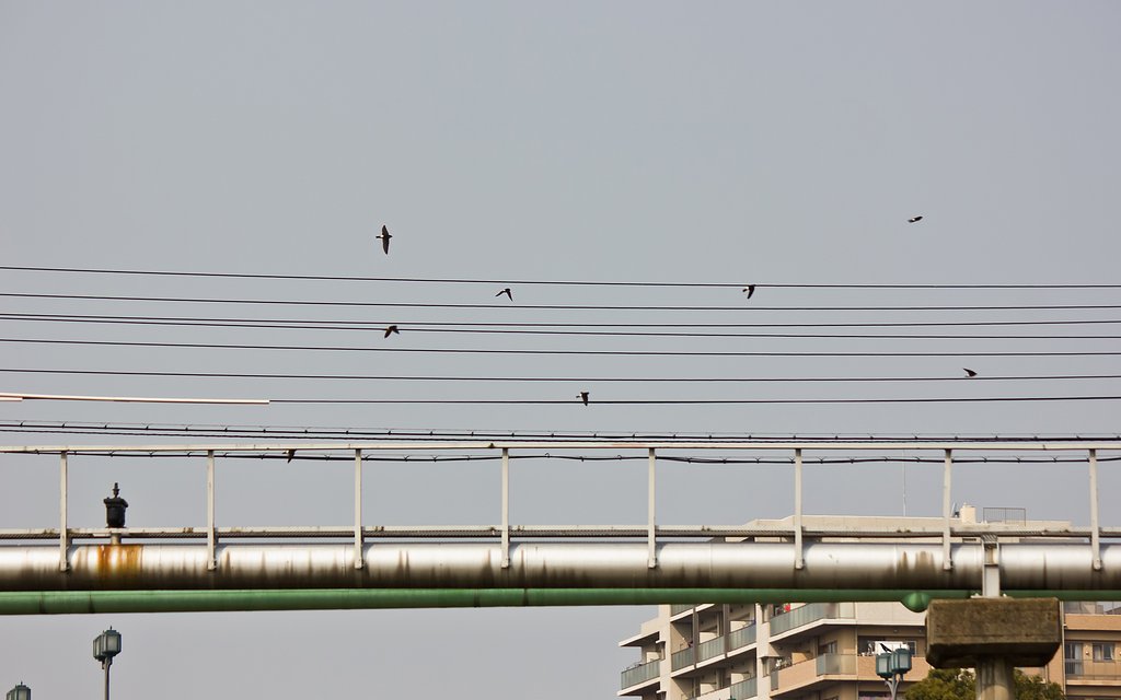 昔photo「春に舞う」