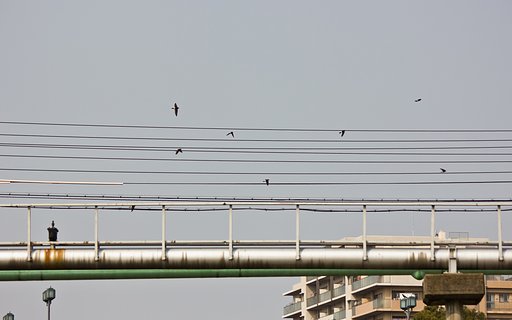 昔photo「春に舞う」