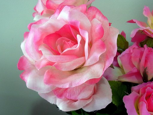 薔薇のUP