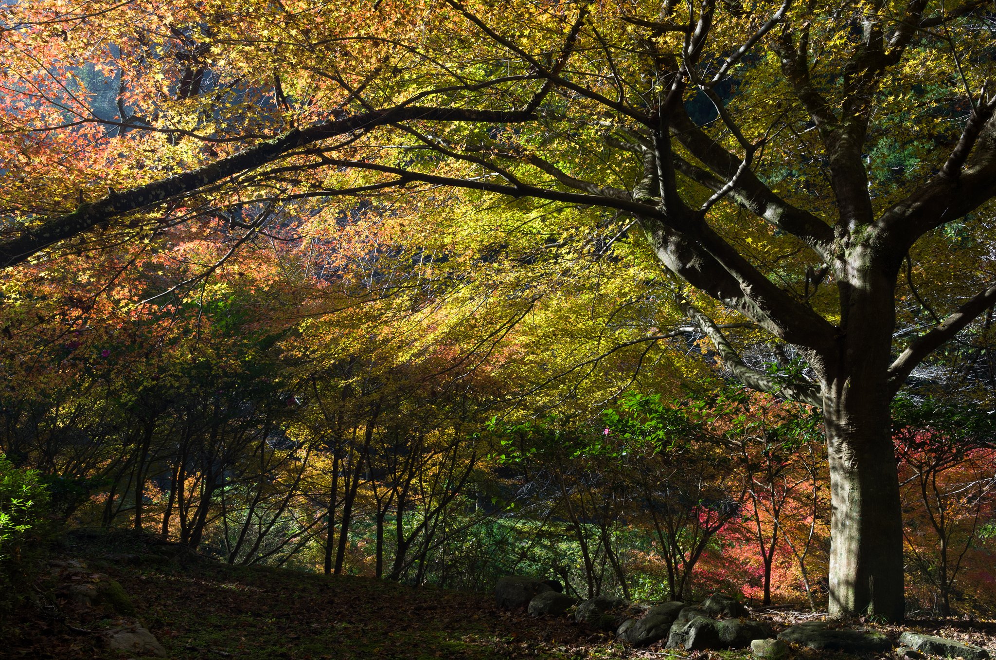 谷の紅葉