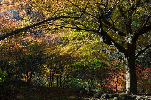 谷の紅葉