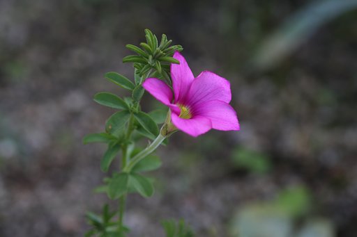 紅色の花