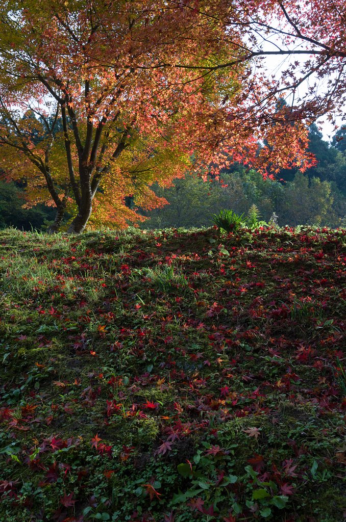 SIGMA 17-50mm F2.8 EX DC HSM 