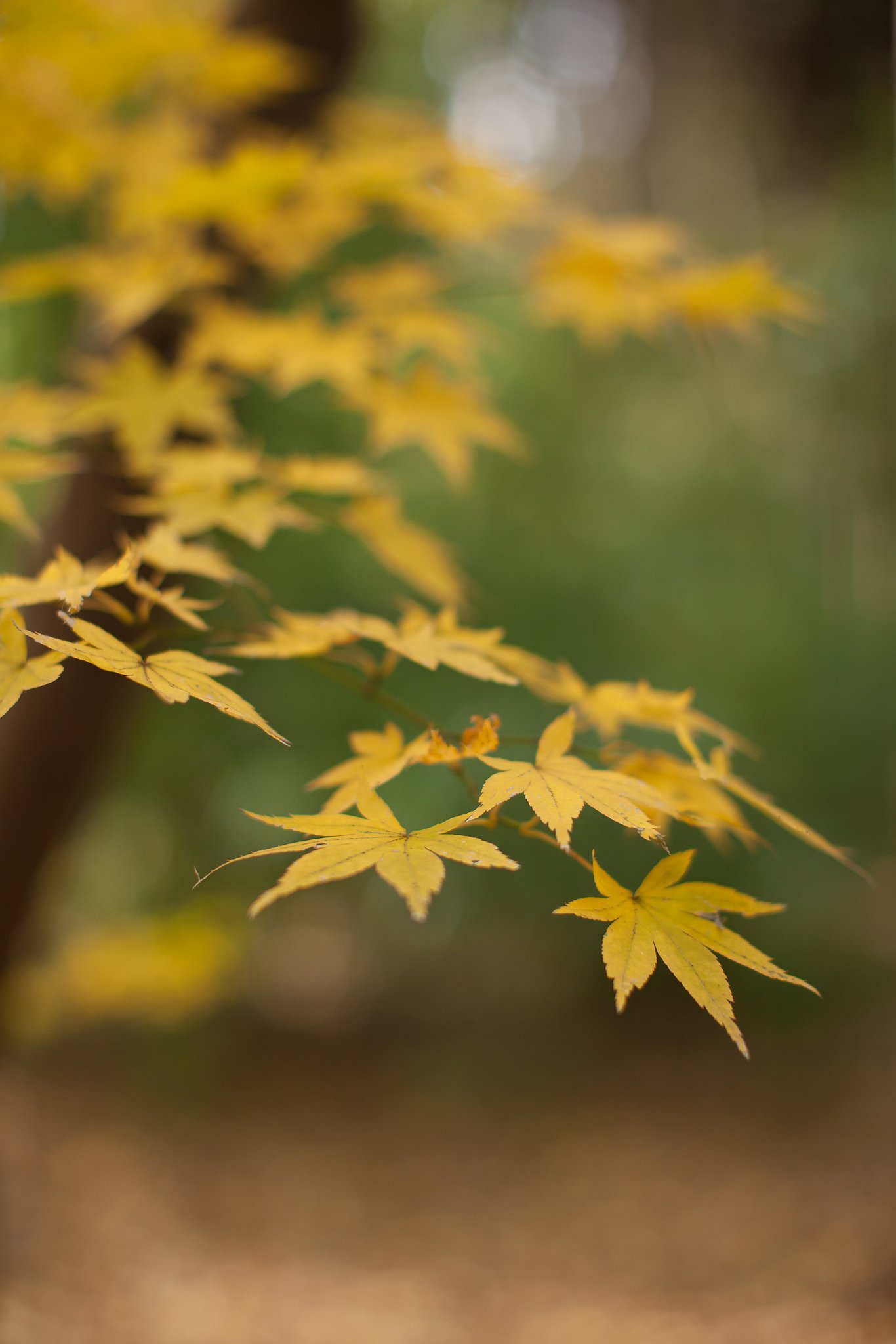 EF50mm F1.2 L