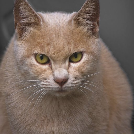 続・もうひとりのご近所猫 