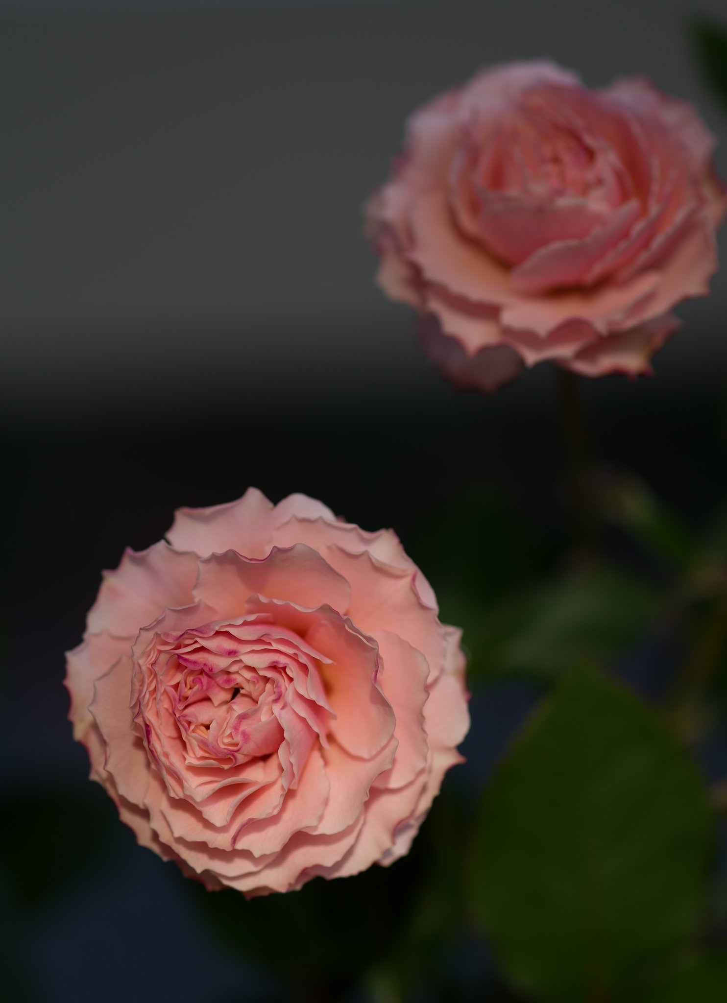 SIGMA MACRO 70mm F2.8