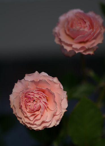 SIGMA MACRO 70mm F2.8