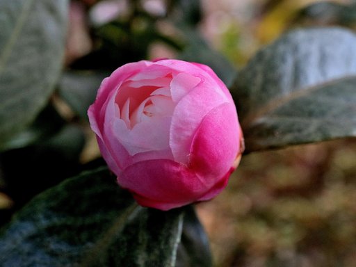 山茶花　朝倉