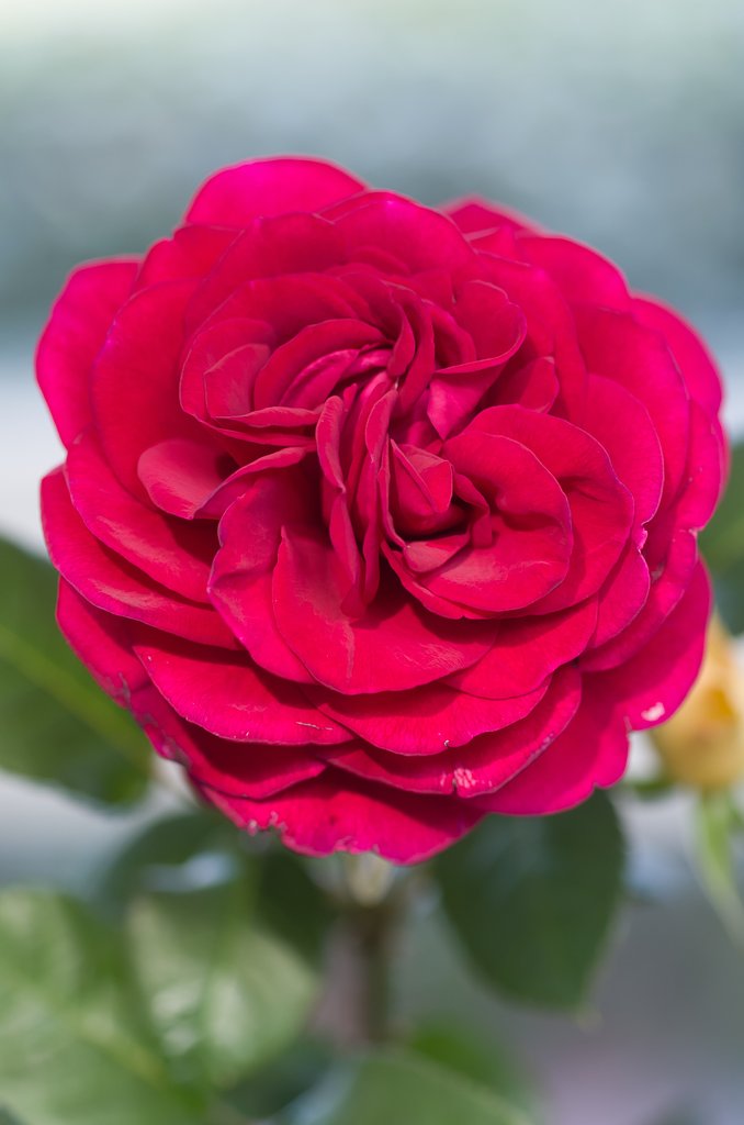 SIGMA MACRO 70mm F2.8