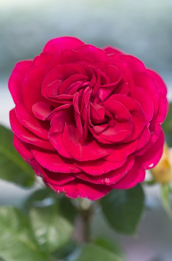 SIGMA MACRO 70mm F2.8