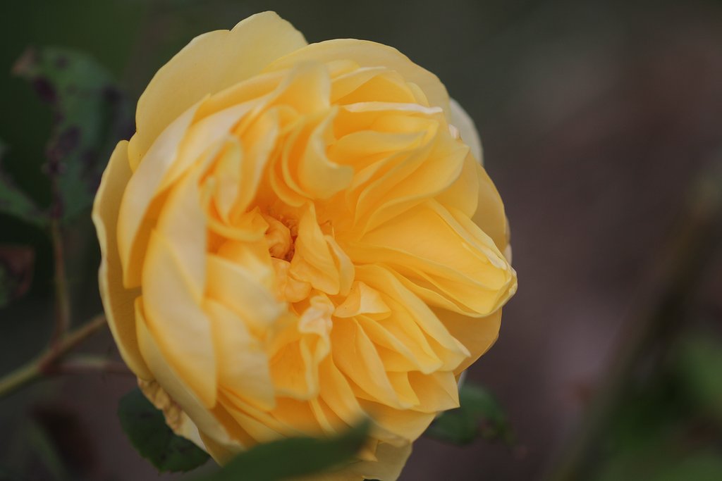 Canon  EF100㎜F2.8　macro